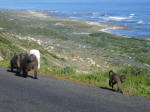 Baboons